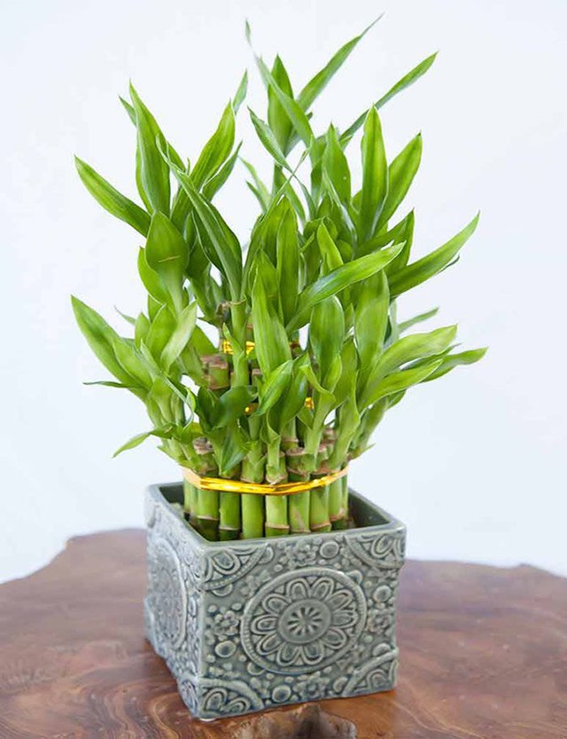 Người thông minh bí mật trồng 5 cây cảnh trong nhà: Gia tăng vận khí, hút lộc vào như nước- Ảnh 2.