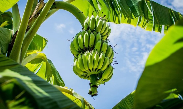 Ông bà dặn kỹ: "Trước cau sau chuối" - Sự thật là gì mà người nhà giàu không dám đảo ngược?- Ảnh 2.