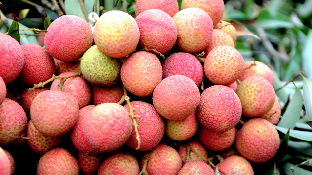 Chỉ còn chưa đến 1 ngày, bánh đậu xanh Hải Dương sẽ thành đặc sản Hải Phòng: Các món khác thì sao?- Ảnh 1. Chỉ còn chưa đến 1 ngày, bánh đậu xanh Hải Dương sẽ thành đặc sản Hải Phòng: Các món khác thì sao?- Ảnh 1.