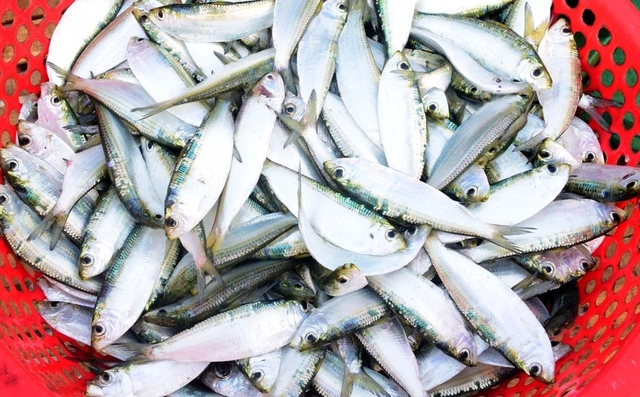 Loại cá được khen "ăn đứt" cá hồi: Giá rẻ như cho, bán đầy ở chợ Việt- Ảnh 1. Loại cá được khen "ăn đứt" cá hồi: Giá rẻ như cho, bán đầy ở chợ Việt- Ảnh 1.