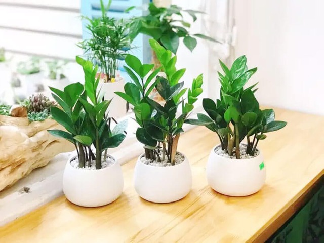 5 cây xanh "nhìn là biết có lộc", cứ đặt ở ban công là vận may ùn ùn kéo đến- Ảnh 1.