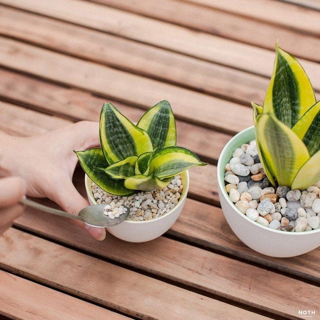 5 cây xanh "nhìn là biết có lộc", cứ đặt ở ban công là vận may ùn ùn kéo đến- Ảnh 3.