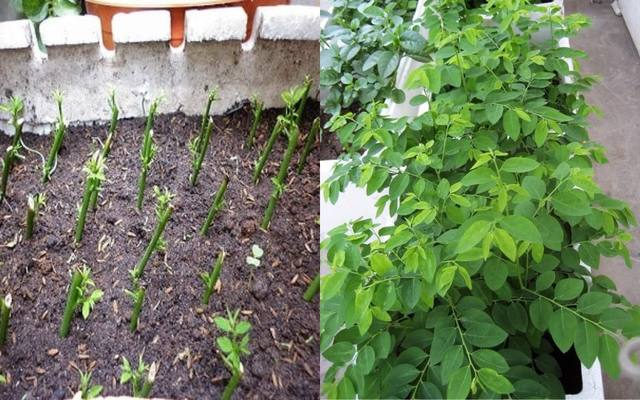 Loại rau bình dân 3.000đ một mớ, giàu sắt gấp 7 lần thịt bò, chợ Việt bán vô số mà nhiều người không biết mua- Ảnh 4. Loại rau bình dân 3.000đ một mớ, giàu sắt gấp 7 lần thịt bò, chợ Việt bán vô số mà nhiều người không biết mua- Ảnh 4.