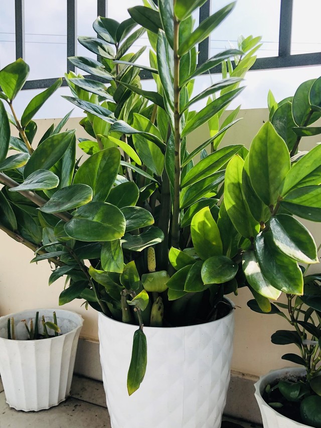 Ông bà dặn con cháu: Trong nhà có 9 cây như vòi rồng phun lộc, may mắn tiền tài tràn về không kịp hốt- Ảnh 2.