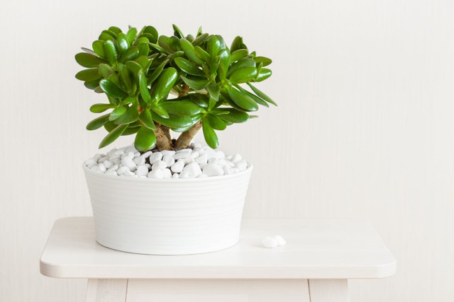 Ông bà dặn con cháu: Trong nhà có 9 cây như vòi rồng phun lộc, may mắn tiền tài tràn về không kịp hốt- Ảnh 3.