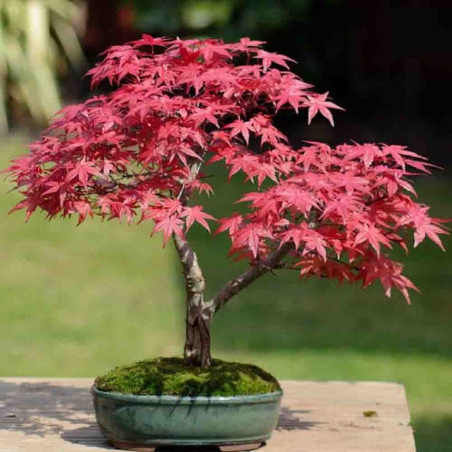 5 cây trấn trạch, dòng họ trăm năm hưng thịnh, nhà giàu nào cũng trồng- Ảnh 2.
