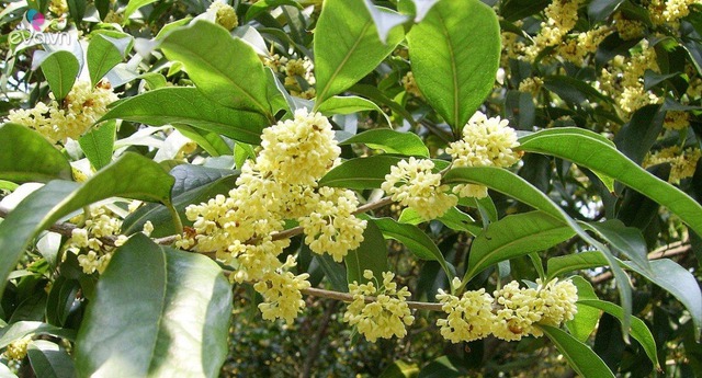 5 cây trấn trạch, dòng họ trăm năm hưng thịnh, nhà giàu nào cũng trồng- Ảnh 3.