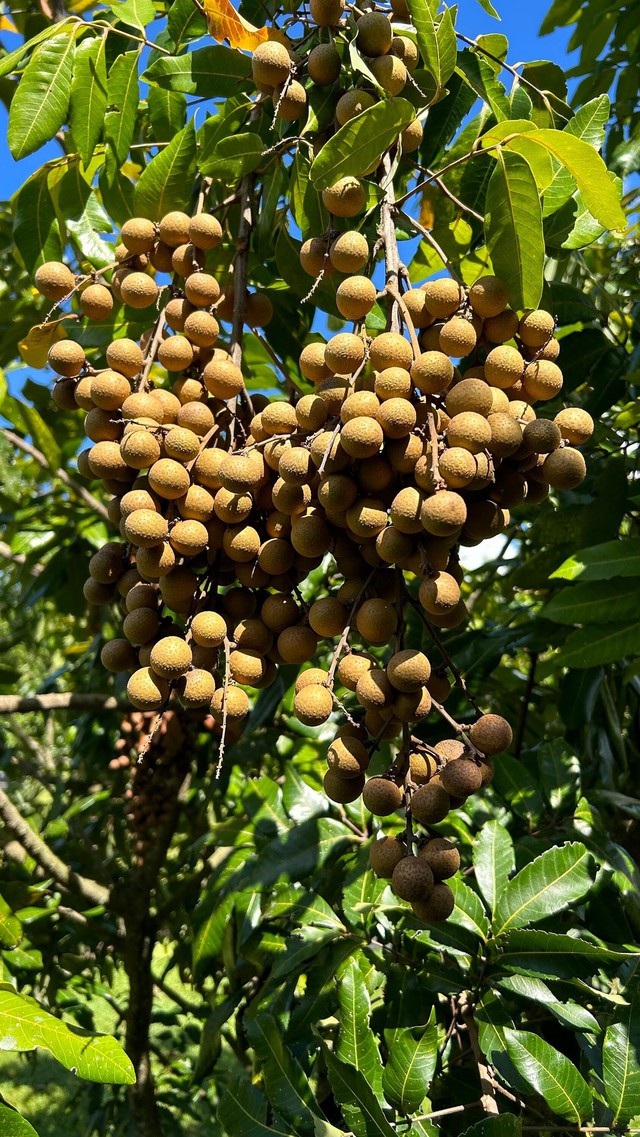 "Trồng cây là trồng phúc, giữ cây là giữ lộc" - Nhà có 7 cây này quý nhân chắc chắn ghé thăm!- Ảnh 5. "Trồng cây là trồng phúc, giữ cây là giữ lộc" - Nhà có 7 cây này quý nhân chắc chắn ghé thăm!- Ảnh 5.