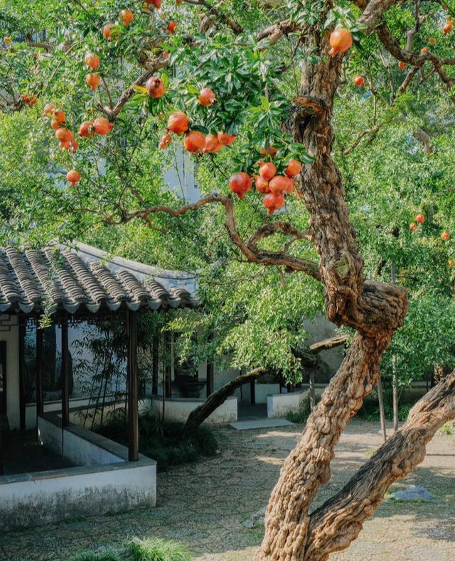 "Trồng cây là trồng phúc, giữ cây là giữ lộc" - Nhà có 7 cây này quý nhân chắc chắn ghé thăm!- Ảnh 7. "Trồng cây là trồng phúc, giữ cây là giữ lộc" - Nhà có 7 cây này quý nhân chắc chắn ghé thăm!- Ảnh 7.
