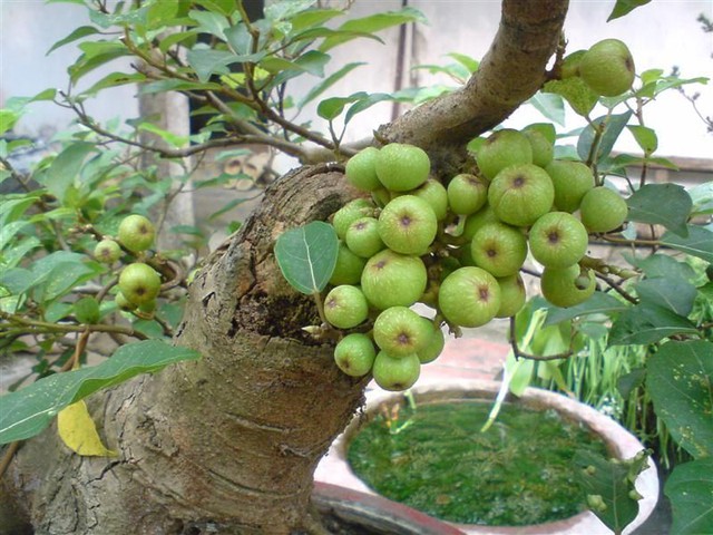 "Trồng cây là trồng phúc, giữ cây là giữ lộc" - Nhà có 7 cây này quý nhân chắc chắn ghé thăm!- Ảnh 3. "Trồng cây là trồng phúc, giữ cây là giữ lộc" - Nhà có 7 cây này quý nhân chắc chắn ghé thăm!- Ảnh 3.