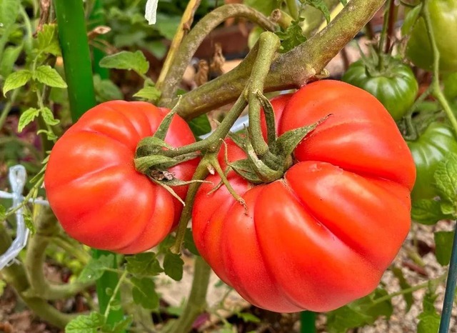 Ngồi giữa chợ bán hơn 50 loại cà chua, người phụ nữ trung niên gây bão mạng- Ảnh 6.