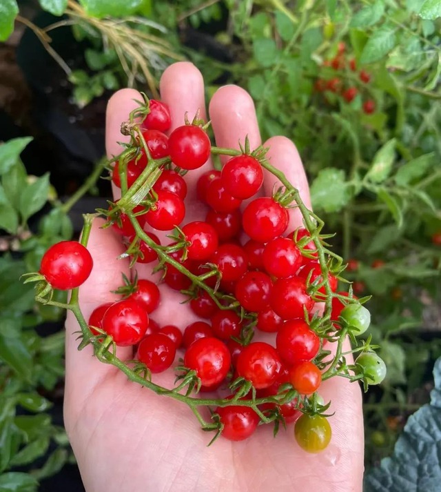 Ngồi giữa chợ bán hơn 50 loại cà chua, người phụ nữ trung niên gây bão mạng- Ảnh 7.