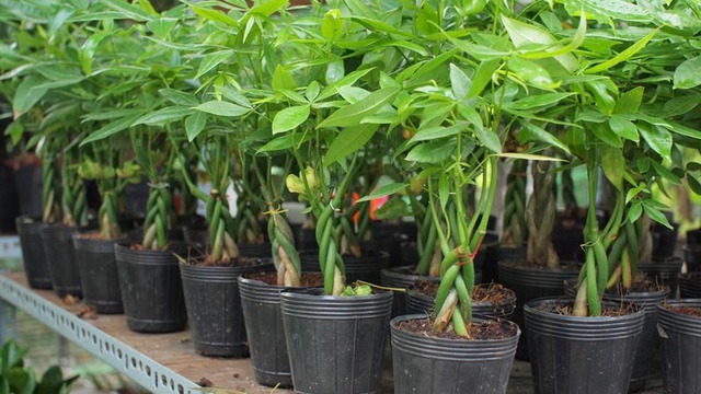 3 loài cây "chân ái" trồng ở ban công: Thần dược cho sức khỏe, tỉ lệ sống rất cao- Ảnh 3.