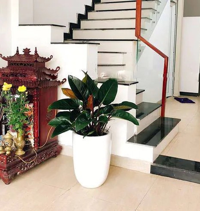 Vị trí đặt cây trầu bà giúp “hút lộc như nam châm”, Thần Tài tự tìm đến gõ cửa- Ảnh 2.
