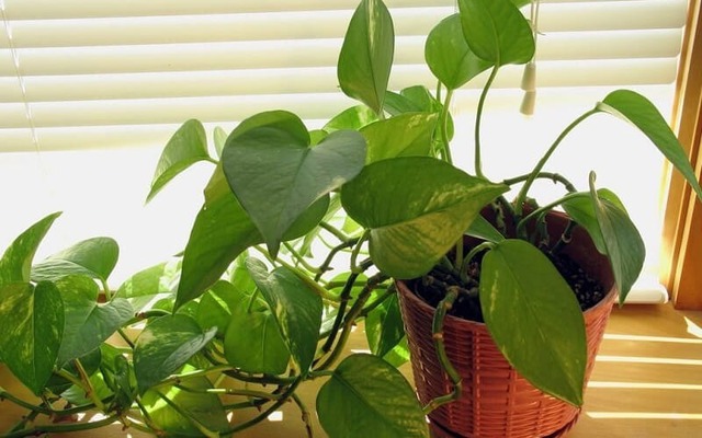 Vị trí đặt cây trầu bà giúp “hút lộc như nam châm”, Thần Tài tự tìm đến gõ cửa- Ảnh 1.