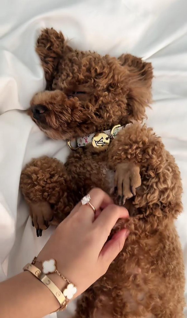 Cô gái chi 50 triệu tổ chức sinh nhật cho thú cưng, cư dân mạng cãi nhau nảy lửa- Ảnh 3. Cô gái chi 50 triệu tổ chức sinh nhật cho thú cưng, cư dân mạng cãi nhau nảy lửa- Ảnh 3.