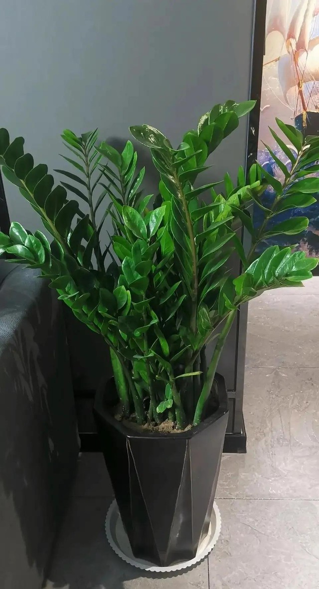3 nỗi sợ của cây kim tiền- Ảnh 2.