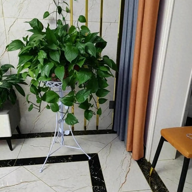NASA khuyên trồng cây này trong nhà: Giúp loại bỏ Formaldehyde mà WHO công bố gây ung thư- Ảnh 1. NASA khuyên trồng cây này trong nhà: Giúp loại bỏ Formaldehyde mà WHO công bố gây ung thư- Ảnh 1.
