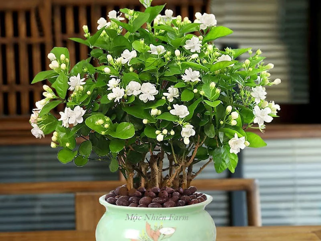4 loại hoa KHÔNG đặt trên bàn thờ vì phật ý bề trên: Loại cuối nhiều người vẫn mua nhầm!- Ảnh 4.