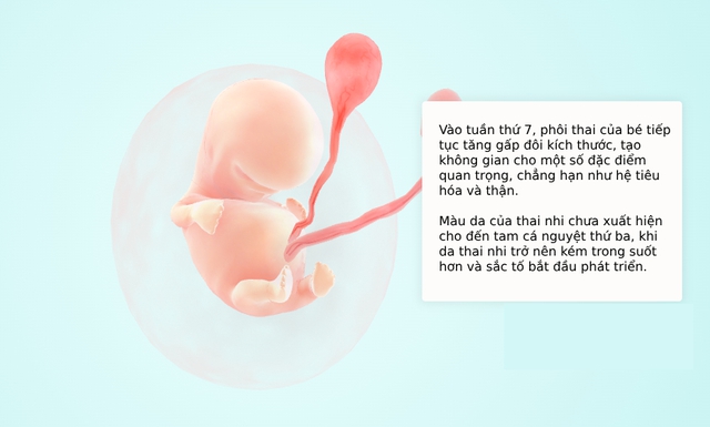 Tuần thai thứ 6: Tim thai “rộn ràng”, túi phôi hiện rõ trên hình ảnh siêu âm- Ảnh 5.