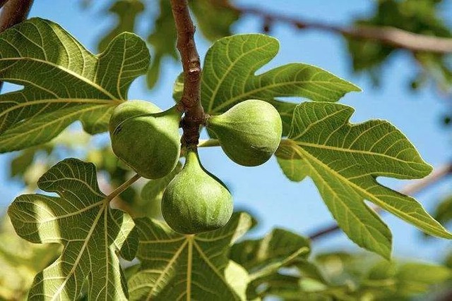 6 cây ăn quả "hút lộc" cho chủ: Cây càng thịnh thì người càng vượng- Ảnh 3.