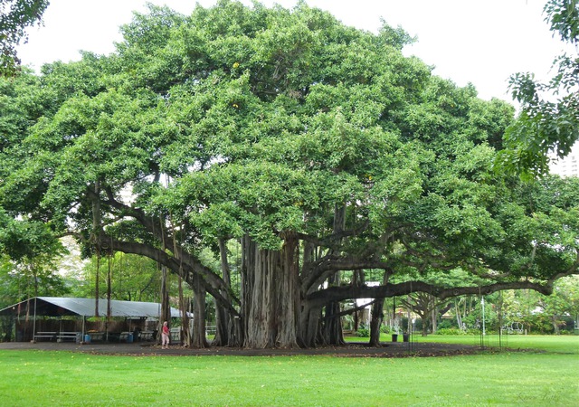 4 loại cây trồng trước nhà thì xui đủ đường, chuyển ra sau lại vững vàng vận khí- Ảnh 3.