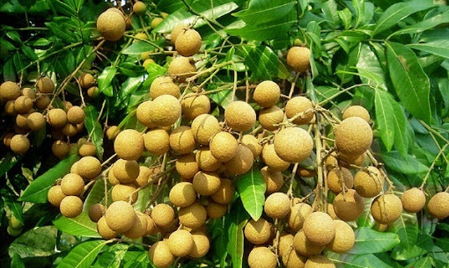 6 cây ăn quả "hút lộc" cho chủ: Cây càng thịnh thì người càng vượng- Ảnh 5.