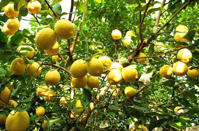 6 cây ăn quả "hút lộc" cho chủ: Cây càng thịnh thì người càng vượng- Ảnh 6.