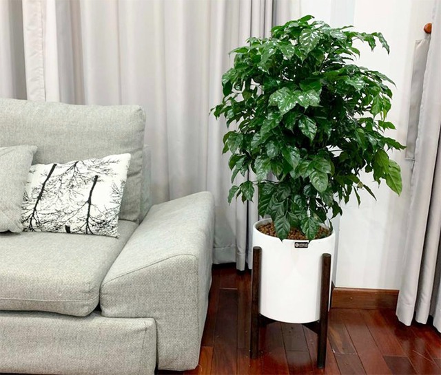 Phòng khách đặt đúng 4 cây này, tiền vào như nước sông Đà, vận đỏ như son- Ảnh 2.