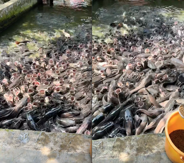 Video du khách cho cá ăn khiến hơn 10 triệu người "nổi da gà rần rần", hội sợ lỗ chỉ biết khóc thét- Ảnh 3. Video du khách cho cá ăn khiến hơn 10 triệu người "nổi da gà rần rần", hội sợ lỗ chỉ biết khóc thét- Ảnh 3.