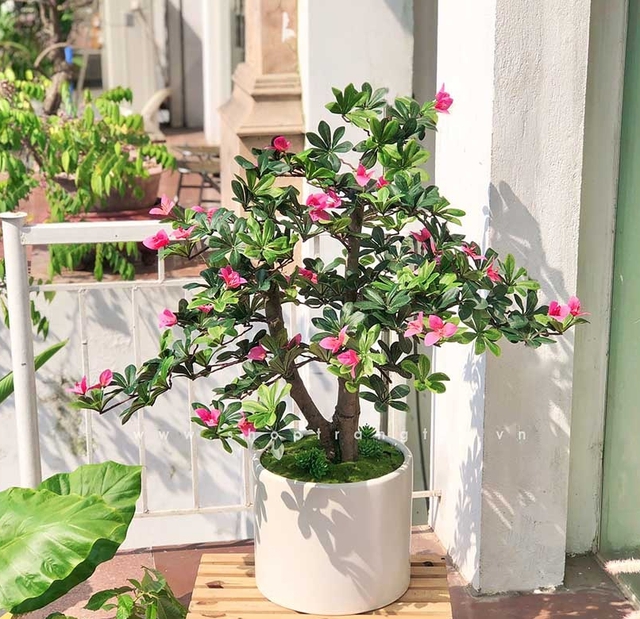 Ngày càng ít người trồng đỗ quyên trong nhà, 3 lý do nghe xong phải gật gù đồng ý- Ảnh 3. Ngày càng ít người trồng đỗ quyên trong nhà, 3 lý do nghe xong phải gật gù đồng ý- Ảnh 3.