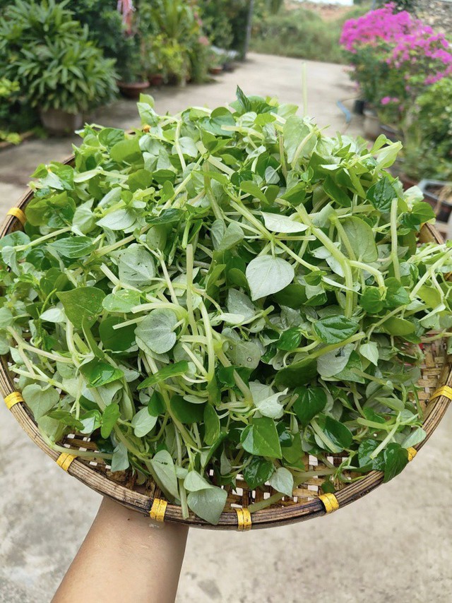 Rau nhà nghèo Việt Nam thành hàng hiếm ở Trung Quốc: Giá cao gấp 5 lần, dân tình đổ xô mua- Ảnh 3.