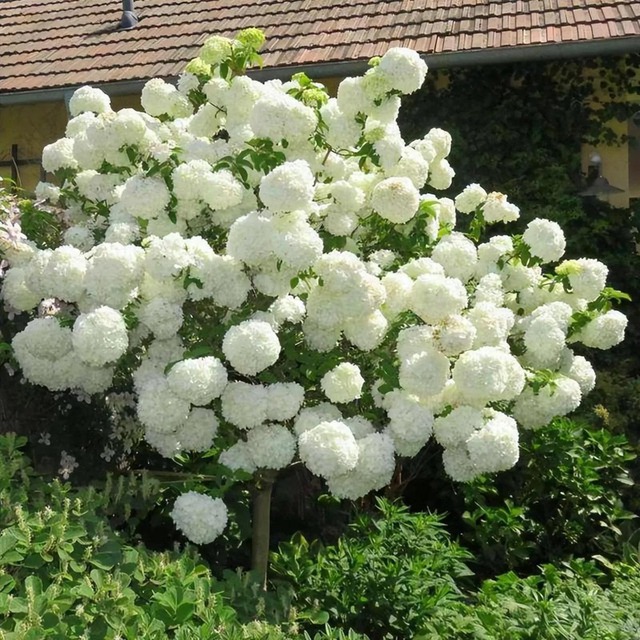 5 cây được khuyên NÊN trồng trước nhà: Phong thủy hanh thông, tài lộc "không cầu mà tự đắc"- Ảnh 2.