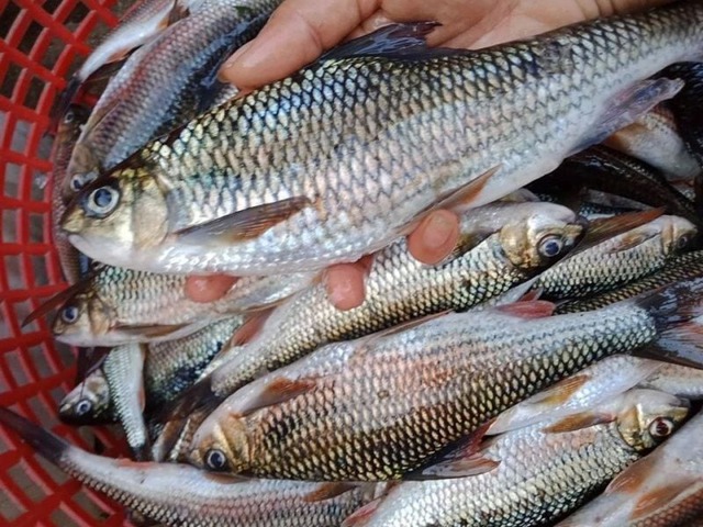 Từ vụ rửa cá bằng nước ngọt đỏ lòm: 2 lời CẢNH TỈNH mà ai đi chợ cũng nên biết- Ảnh 4.