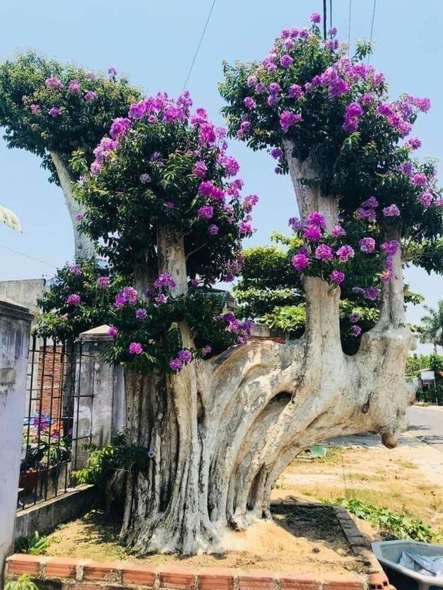 5 cây được khuyên NÊN trồng trước nhà: Phong thủy hanh thông, tài lộc "không cầu mà tự đắc"- Ảnh 5.