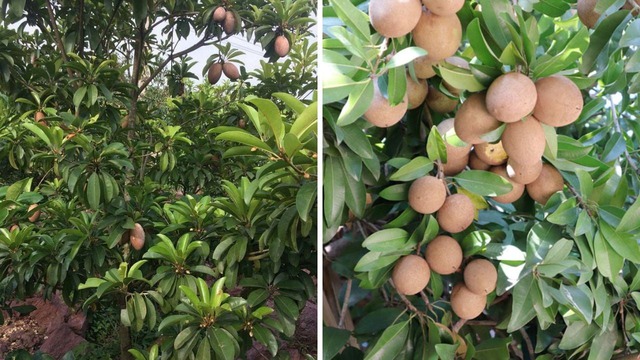5 cây được khuyên NÊN trồng trước nhà: Phong thủy hanh thông, tài lộc "không cầu mà tự đắc"- Ảnh 3.
