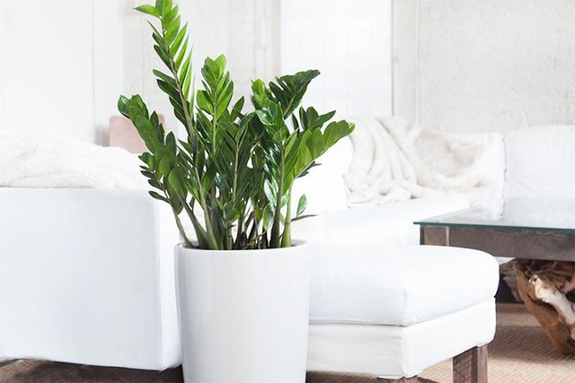 Trồng kim tiền: 3 đại kỵ cần tránh kẻo cây tàn, người lụi bại- Ảnh 2.