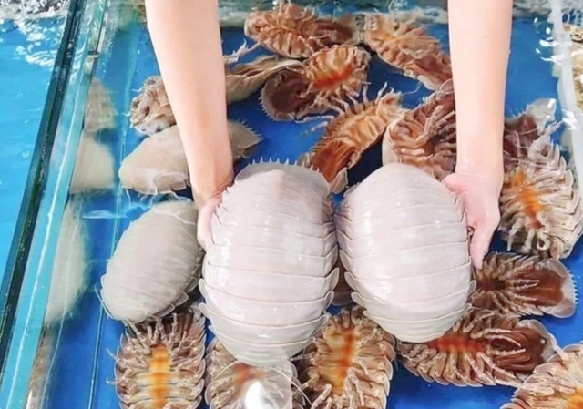 Loại hải sản "nhà giàu" cực đáng sợ ngay tại Việt Nam: Giá lên tới 4 triệu/con nhưng người khen kẻ chê- Ảnh 3.