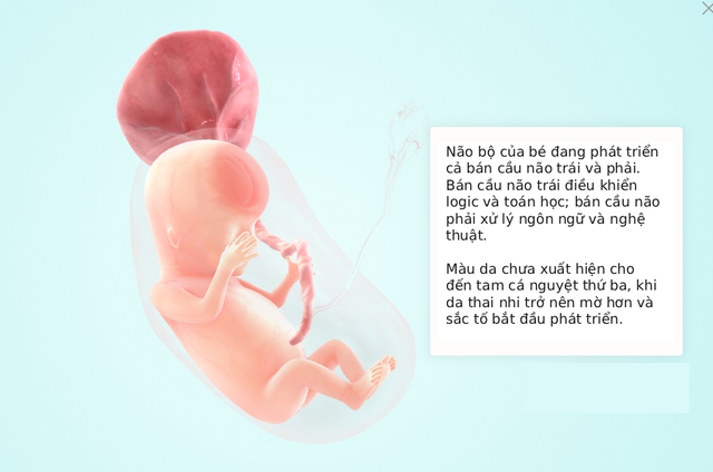 Tuần thai thứ 11: Bé cử động linh hoạt, mẹ lộ rõ vóc dáng phụ nữ mang thai- Ảnh 5. Tuần thai thứ 11: Bé cử động linh hoạt, mẹ lộ rõ vóc dáng phụ nữ mang thai- Ảnh 5.