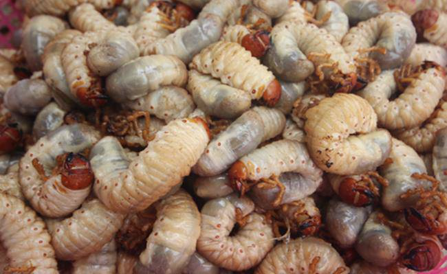 Những món đặc sản từ sâu bọ ở Việt Nam khiến nhiều người "rợn tóc gáy", ai gan dạ mới dám thử- Ảnh 2.
