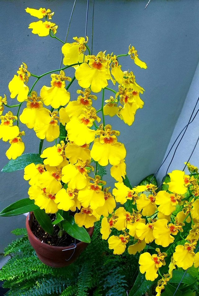 7 loài hoa nở trước cửa tựa như "trấn yểm sư": Giữ nhà vững như núi, vận may tràn ngập như triều dâng- Ảnh 6.