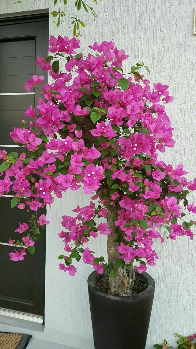 7 loài hoa nở trước cửa tựa như "trấn yểm sư": Giữ nhà vững như núi, vận may tràn ngập như triều dâng- Ảnh 3.
