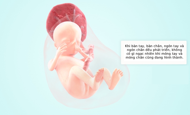 Tuần thai thứ 13: Tam cá nguyệt thứ hai bắt đầu, bé cử động rõ và có thể mút tay- Ảnh 5.