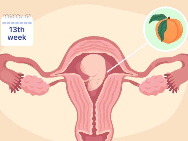 Tuần thai thứ 13: Tam cá nguyệt thứ hai bắt đầu, bé cử động rõ và có thể mút tay- Ảnh 6.