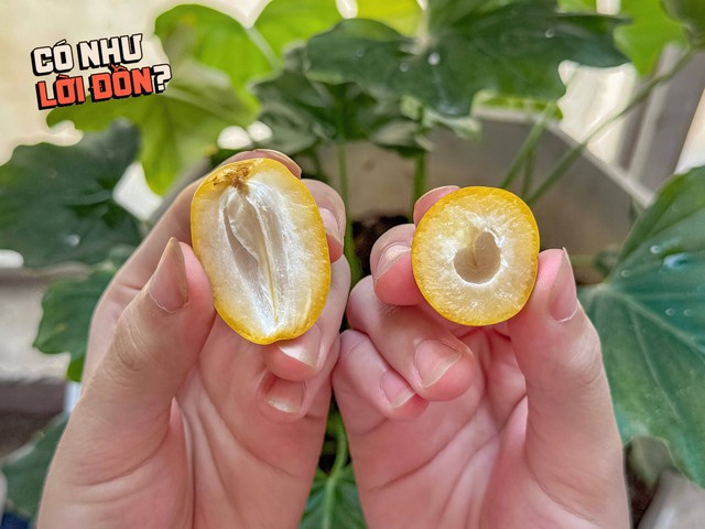 Check var loại quả "cắn dọc thì ngọt, cắn ngang thì chát" đang gây sốt MXH: Liệu hương vị có giống lời đồn?- Ảnh 9. Check var loại quả "cắn dọc thì ngọt, cắn ngang thì chát" đang gây sốt MXH: Liệu hương vị có giống lời đồn?- Ảnh 9.
