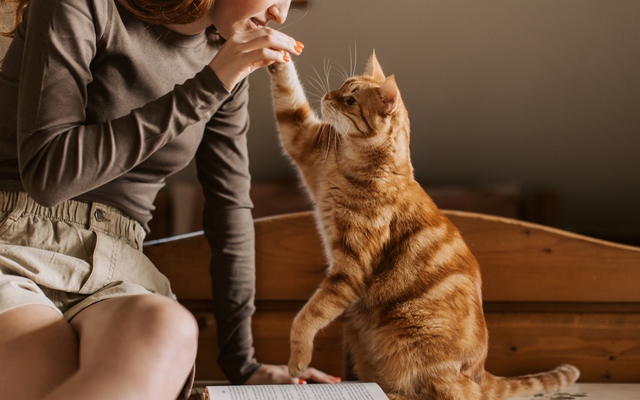 Mèo sẽ xem bạn là cả thế giới nếu bạn nắm vững 5 tuyệt chiêu này- Ảnh 2. Mèo sẽ xem bạn là cả thế giới nếu bạn nắm vững 5 tuyệt chiêu này- Ảnh 2.