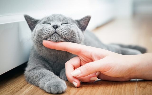 Mèo sẽ xem bạn là cả thế giới nếu bạn nắm vững 5 tuyệt chiêu này- Ảnh 1. Mèo sẽ xem bạn là cả thế giới nếu bạn nắm vững 5 tuyệt chiêu này- Ảnh 1.