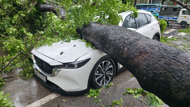 Chủ xe kể 30 giây kinh hoàng khi cây lớn bật gốc đè trúng ô tô giữa phố tại Hà Nội- Ảnh 8.