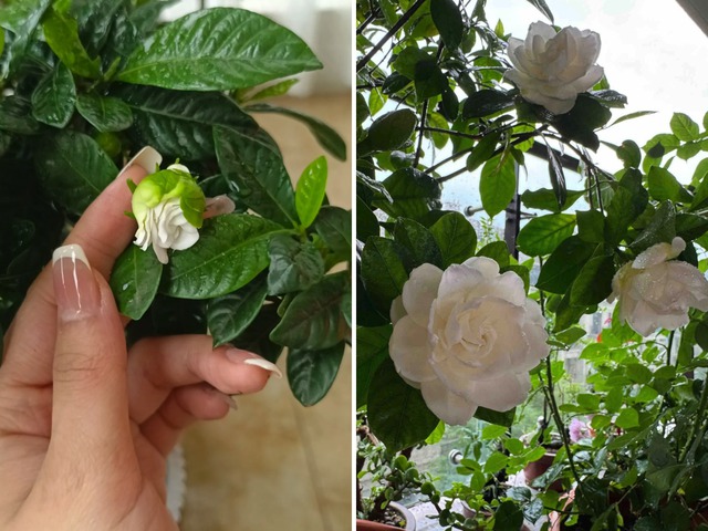 7 bí mật của giấm trắng: Thứ rẻ tiền nhưng quyền năng đến mức phải thốt lên "ảo thật đấy"!- Ảnh 6.