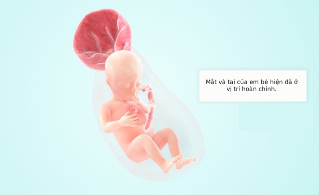 Tuần thai thứ 16: Mẹ đã có thể cảm nhận được thai máy qua những cú đạp của bé- Ảnh 6.